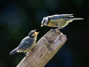 子供がプログラミングをやるべき理由とは？