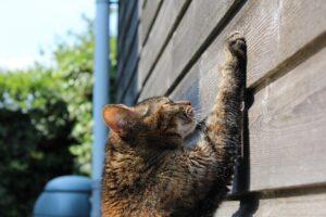 Scratchを使った低学年向けプログラミングの楽しみ方は？