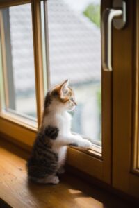 scratch教材を無料でダウンロードできるPDFはどこにある？