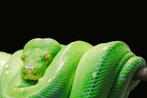 Pythonを使った小学生向けの入門学習法は？